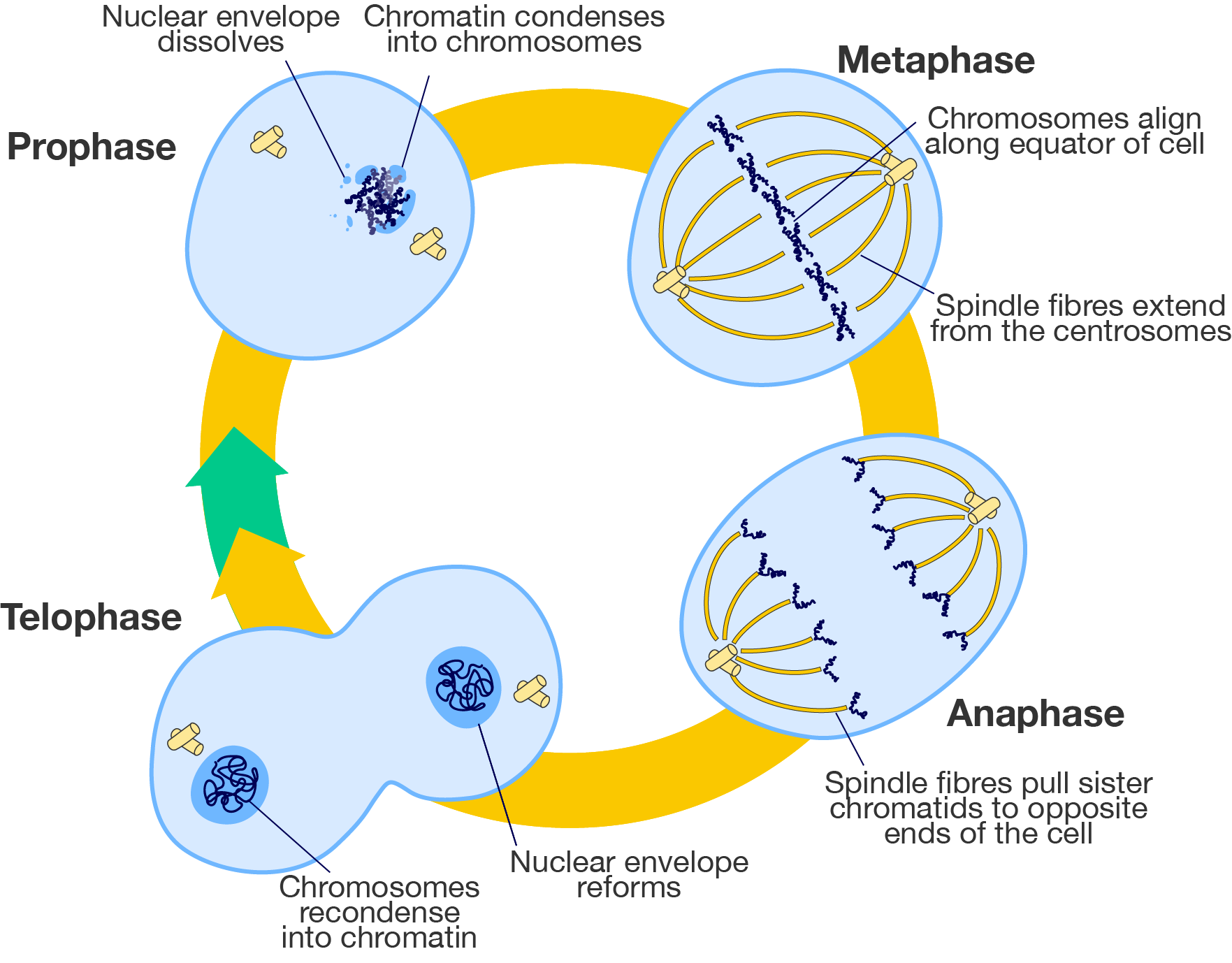 A diagram of the cell cycle with details on the four stages of mitosis.